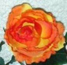 Rosa Cabbage  Artificiale in poliestere - Sconti per Fioristi e Aziende .