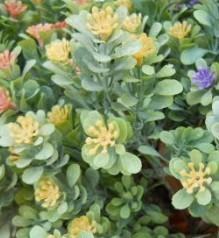 Polygala Myrtifolia x 7 alta cm.33 - Sconti per Fioristi e Aziende - Artificiale