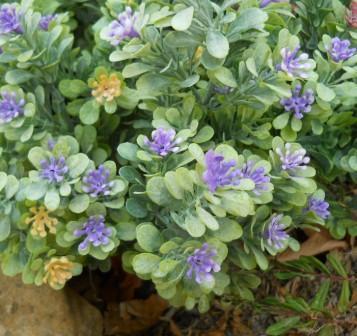 Polygala Myrtifolia x 7 alta cm.33 - Sconti per Fioristi e Aziende - Artificiale