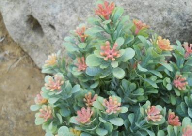 Polygala Myrtifolia x 7 alta cm.33 - Sconti per Fioristi e Aziende - Artificiale