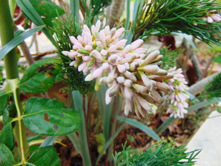 Privet Wild Gommato H 85 - Sconti per Fioristi e Aziende - Artificiale