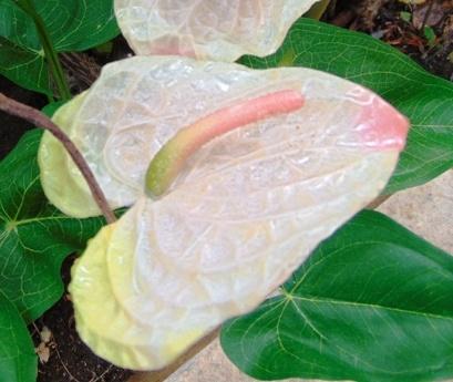 Anturium plant x 2 Artificiale - Sconti per Fioristi e Aziende - in poliestere
