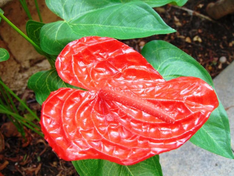 Anturium plant x 2 Artificiale - Sconti per Fioristi e Aziende - in poliestere
