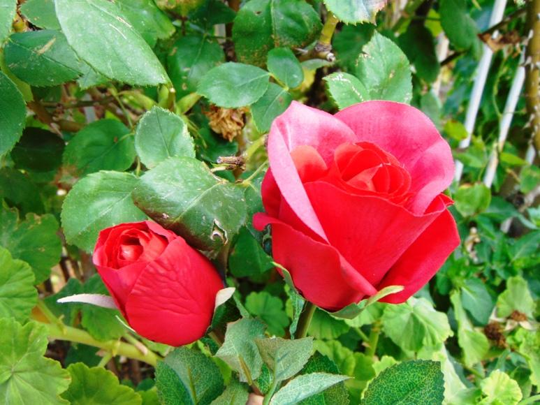 Coppia Bocciolo & Rosa  in poliestere - Sconti per Fioristi e Aziende . - artificiale