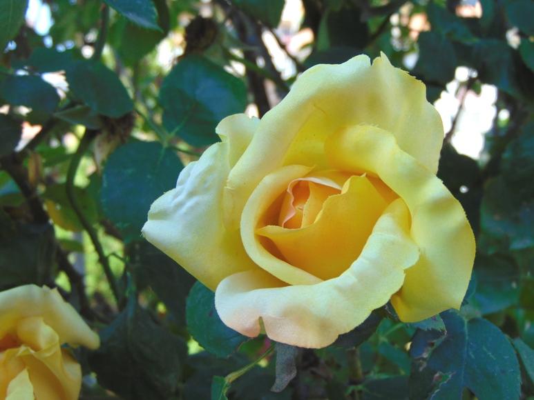 Bocciolo di rosa con 6 foglie in poliestere - Sconti per Fioristi e Aziende .
