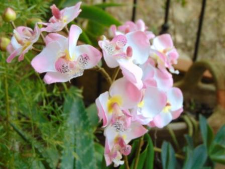 Orchidea artificiale x 2 H 56 - Sconti per Fioristi e Aziende .