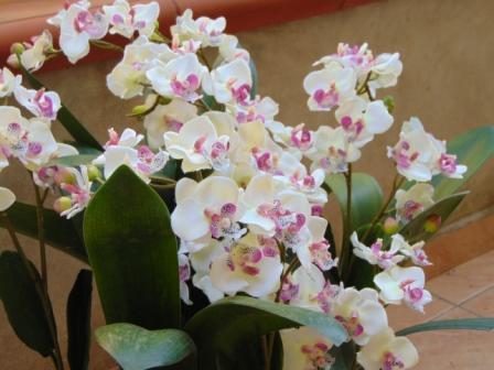 Orchidea artificiale x 2 H 56 - Sconti per Fioristi e Aziende .