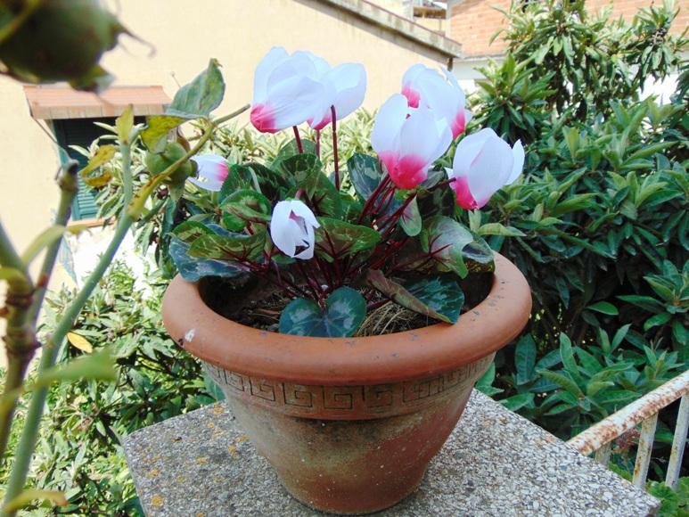 Ciclamino Persicum Bush x 16 in poliestere - Sconti per Fioristi e Aziende - Artificiale