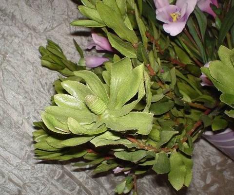 Leucadendron x 3 H 60 - Sconti per Fioristi e Aziende . - In poliester