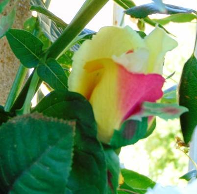 Bocciolo di rosa velvet in poliestere - Sconti per Fioristi e Aziende .