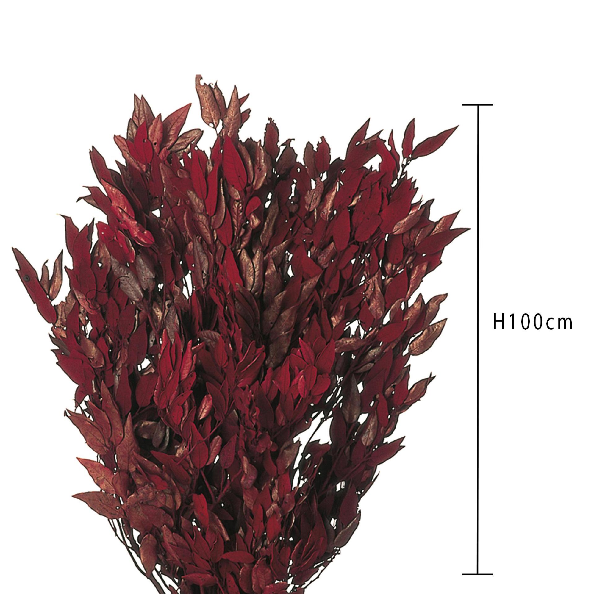 Leccio - Ilex Stabilizzato  - Sconti per Fioristi e Aziende - Busta Kg.1 Rami H 80/100
