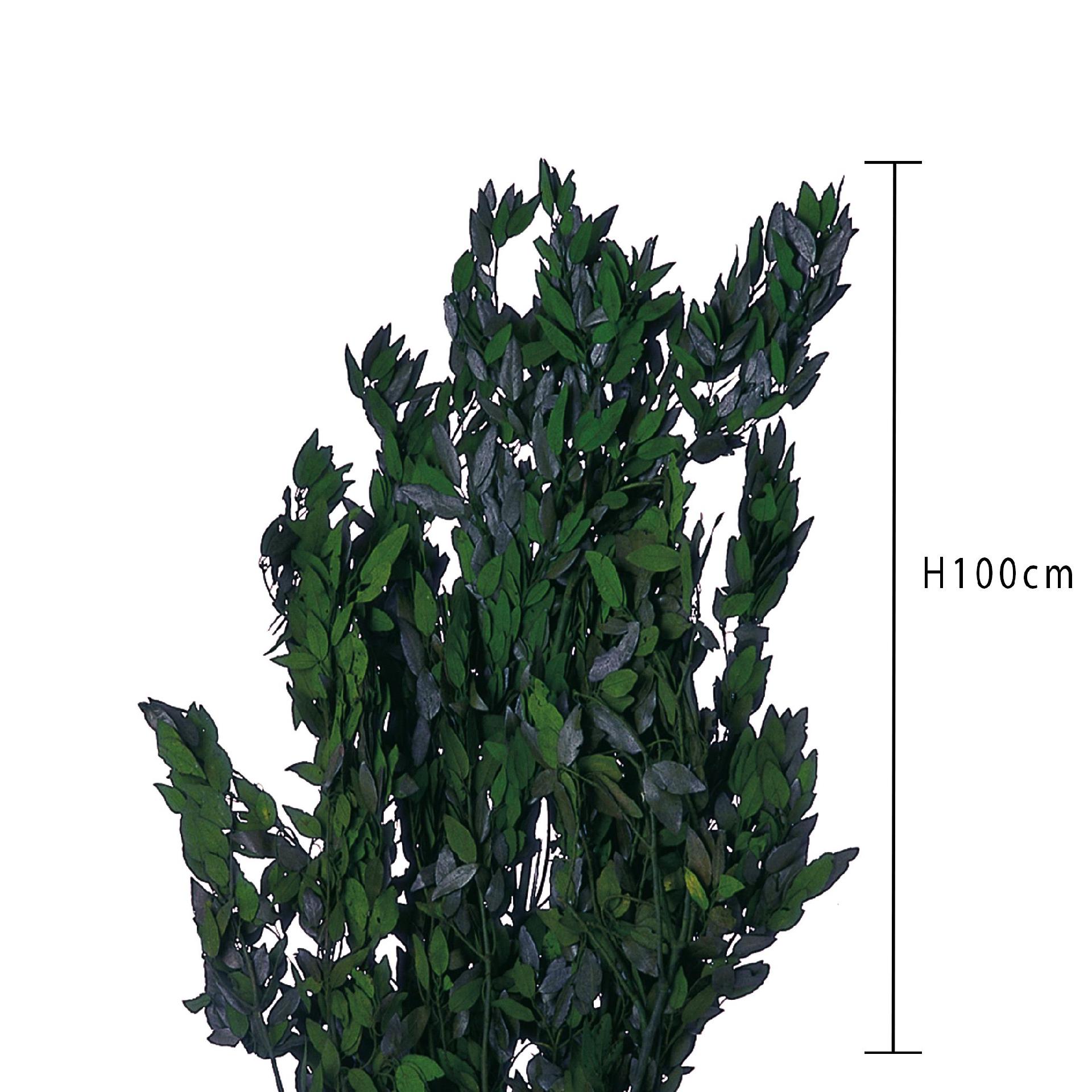 Leccio - Ilex Stabilizzato  - Sconti per Fioristi e Aziende - Busta Kg.1 Rami H 80/100