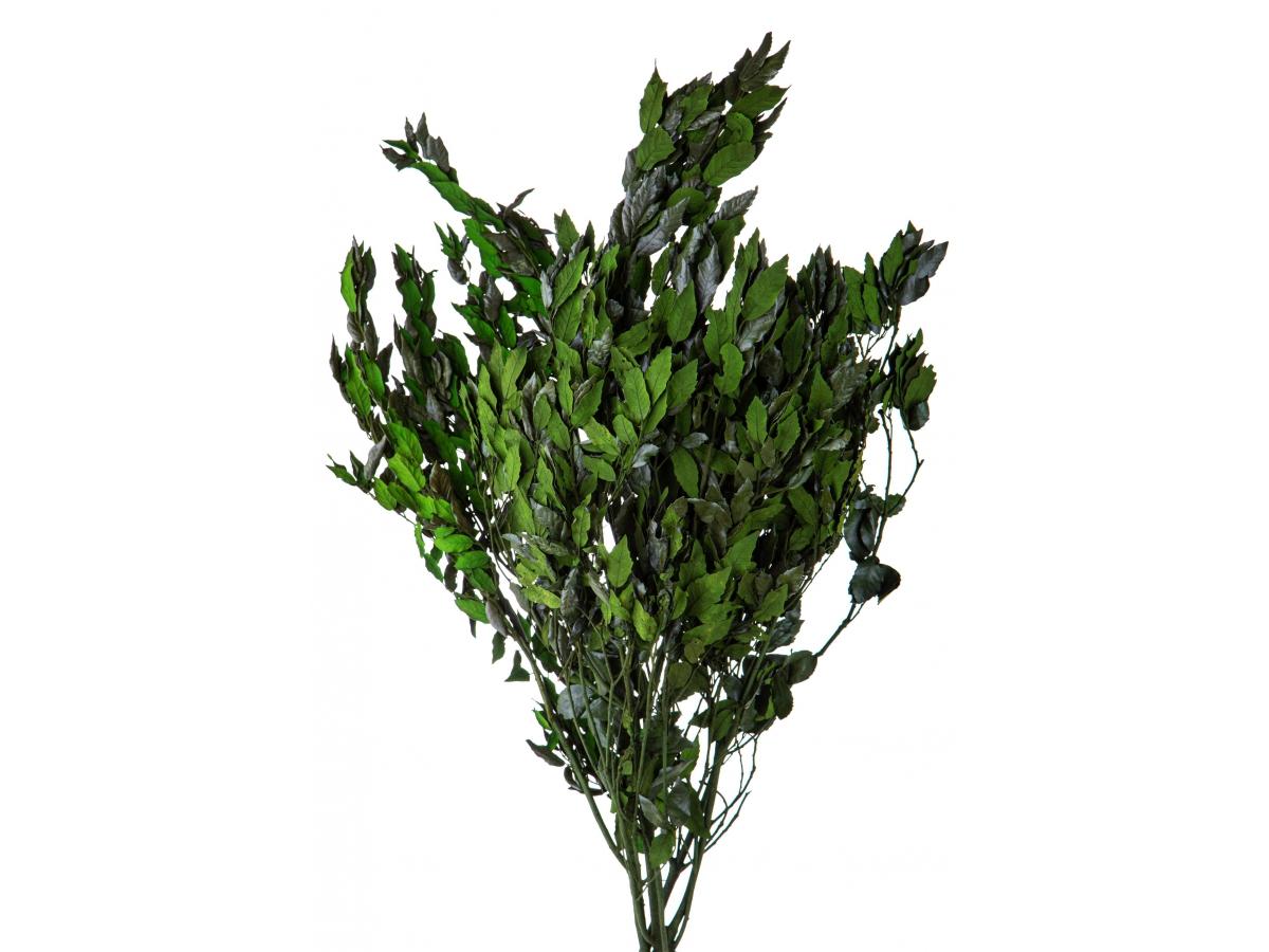 Leccio - Ilex Stabilizzato  - Sconti per Fioristi e Aziende - Busta Kg.1 Rami H 80/100