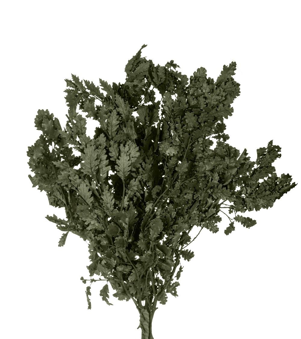 Quercia Naturale Stabilizzata  - Sconti per Fioristi e Aziende - Busta Kg.1 Rami H 90/100