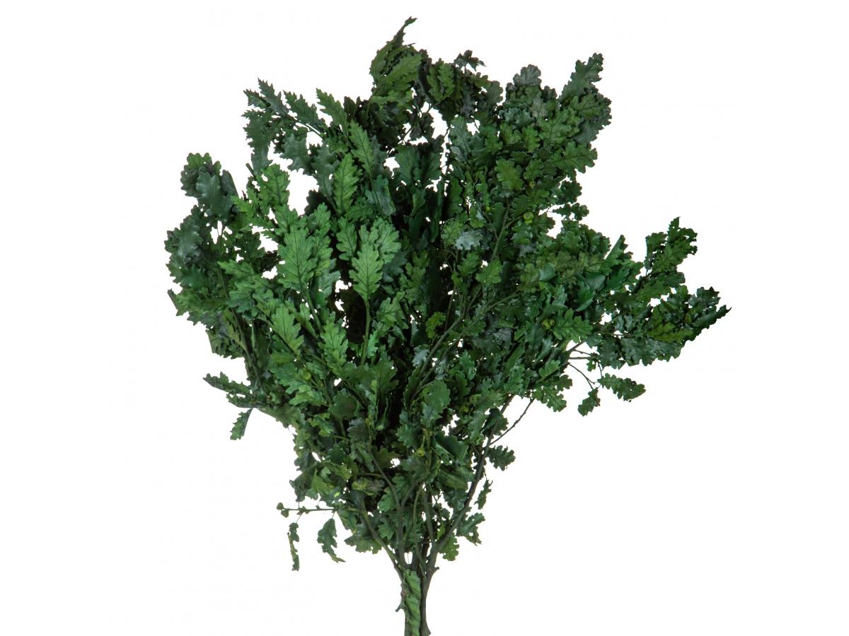 Quercia Naturale Stabilizzata  - Sconti per Fioristi e Aziende - Busta Kg.1 Rami H 90/100