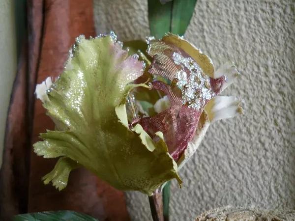 Tulipano Pappagallo H 80- Sconti per Fioristi e Aziende -  Modello Sheer con Lustrini