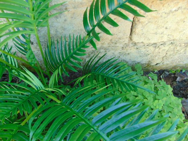 Foglia di kenzia H 65 - Sconti per Fioristi e Aziende . - Artificiale in poliester