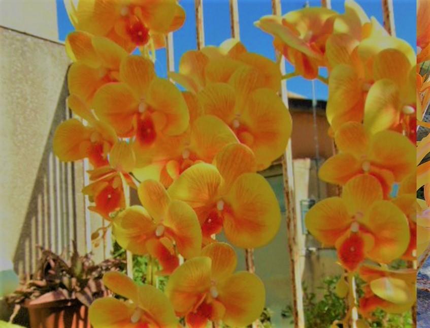 Phalenopsis x 9 in poliester - Sconti per fioristi e aziende . - Real touch