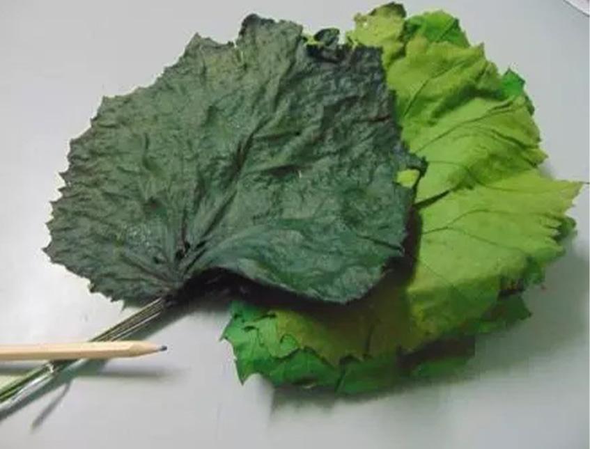 Foglie di Pioppo Preservate - Sconti per Fioristi e Aziende - Busta da 8 foglie