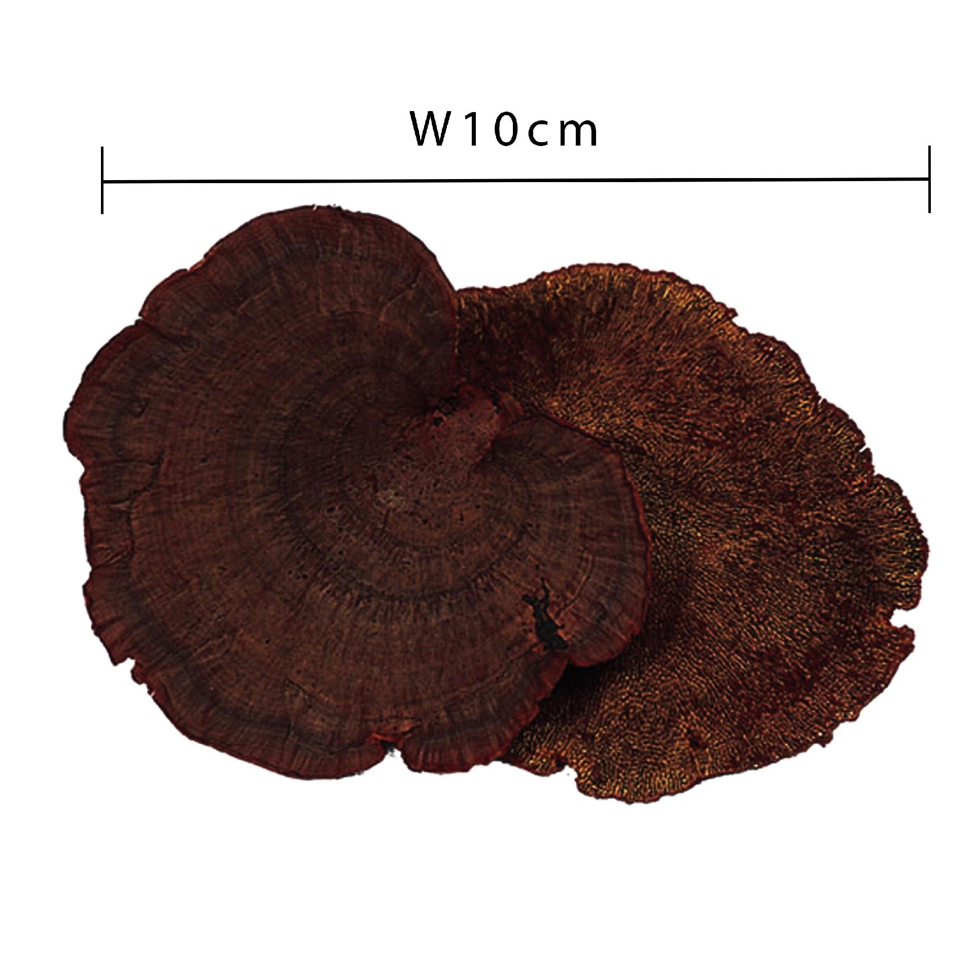 Fungo di Platicerium naturale stabilizzato  - Sconti per Fioristi e Aziende . - conf. gr. 400
