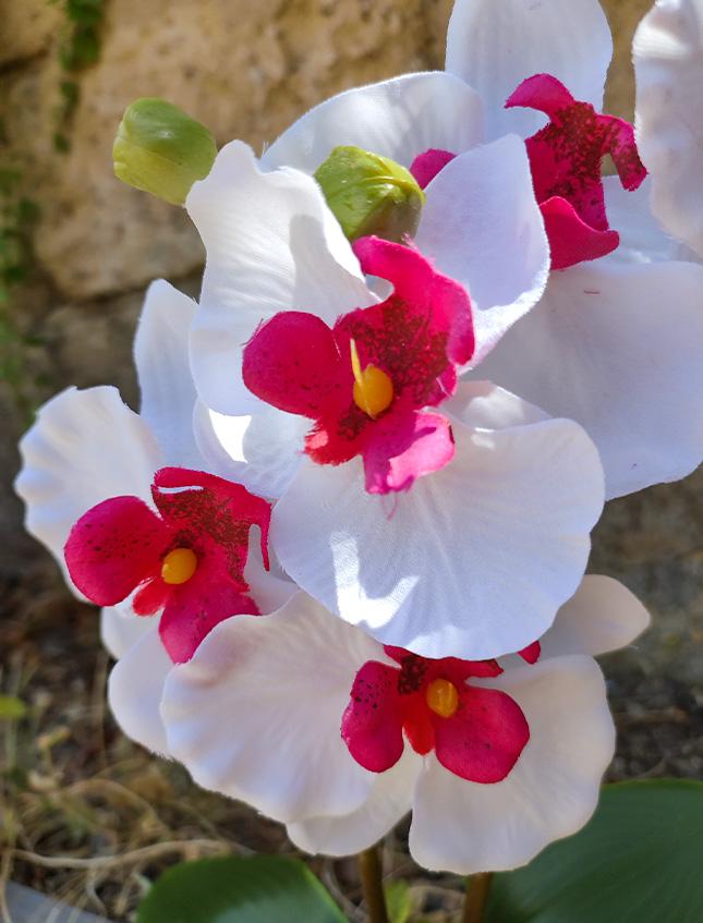 Orchidea Phalenopsis H 40- Sconti per Fioristi e Aziende . - a due steli con vaso - 3 colori
