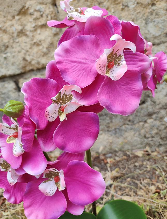 Orchidea Phalenopsis H 40- Sconti per Fioristi e Aziende . - a due steli con vaso - 3 colori