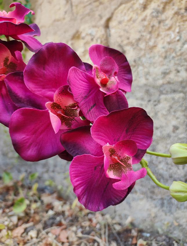 Orchidea Phalenopsis H 40- Sconti per Fioristi e Aziende . - a due steli con vaso - 3 colori