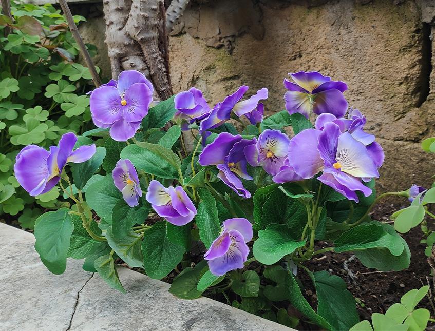 Violette del pensiero x 7  - Sconti per Fioristi e Aziende . - Artificiale in Poliestere
