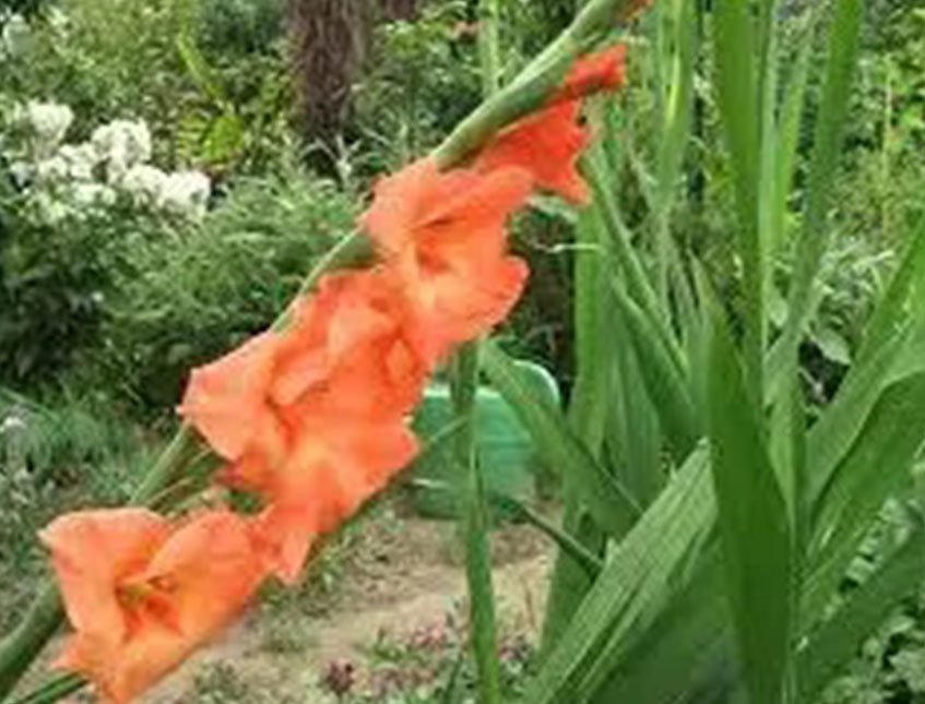 Gladiolo Artificiale H 108 x 10 fiori - Sconti per Fioristi e Aziende . -In poliestere