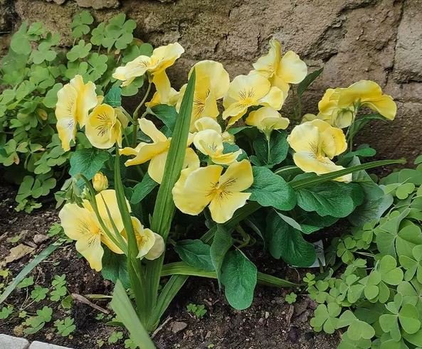 Violette del pensiero x 7  - Sconti per Fioristi e Aziende . - Artificiale in Poliestere