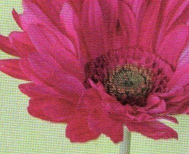 Gerbera Large Artificiale H 75 in poliestere - Sconti per Fioristi e Aziende .