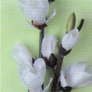 Magnolia Nipponika H 84 artificiale in poliestere - Sconti per Fioristi e Aziende .