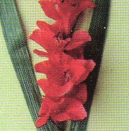 Gladiolo Artificiale H 108 x 10 fiori - Sconti per Fioristi e Aziende . -In poliestere