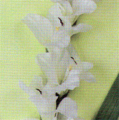 Gladiolo Artificiale H 108 x 10 fiori - Sconti per Fioristi e Aziende . -In poliestere