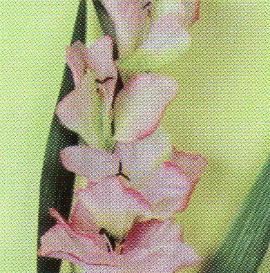 Gladiolo Artificiale H 108 x 10 fiori - Sconti per Fioristi e Aziende . -In poliestere