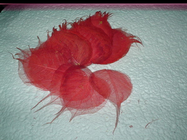 Foglie Scheletrite a cuore  - Sconti per Fioristi e Aziende -Busta da 100 foglie colorate