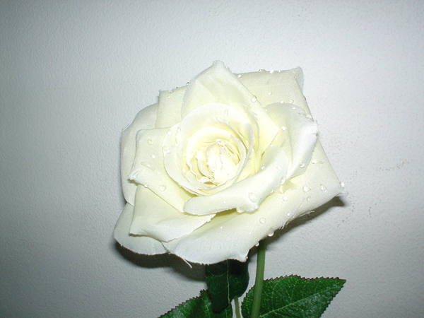 Rosa aperta con rugiada  Artificiale in poliestere - Sconti per Fioristi e Aziende .