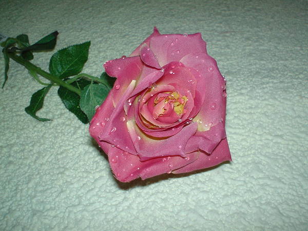 Rosa aperta con rugiada  Artificiale in poliestere - Sconti per Fioristi e Aziende .