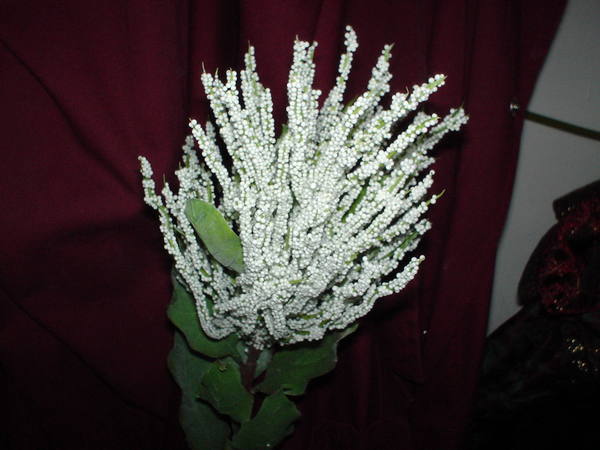 Serpentine Wild  in poliestere - Sconti per Fioristi e Aziende - Artificiale
