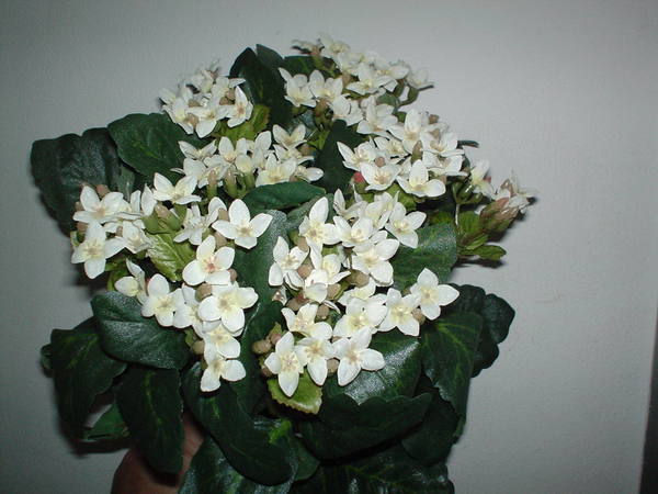 Calanchoe bush x 5 in poliester - Sconti per Fioristi e Aziende - Vari colori