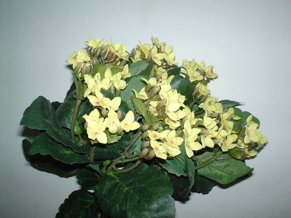 Calanchoe bush x 5 in poliester - Sconti per Fioristi e Aziende - Vari colori