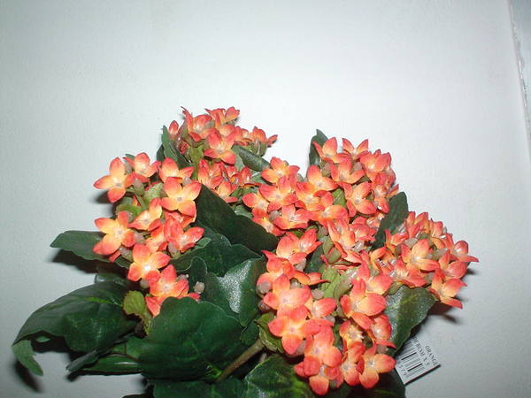 Calanchoe bush x 5 in poliester - Sconti per Fioristi e Aziende - Vari colori