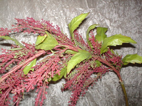 Amaranthus Caudatun H 160 - Sconti per Fioristi e Aziende . -  in gomma animato