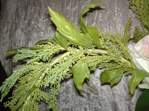 Amaranthus Caudatun H 160 - Sconti per Fioristi e Aziende . -  in gomma animato