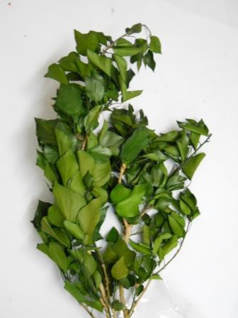 Edera Araba Preservata  - Sconti per Fioristi e Aziende Mazzo gr. 150