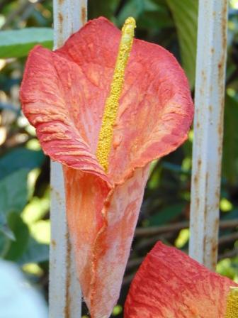 Calla x 3 in paperoof H 70 - Sconti per Fioristi e Aziende .