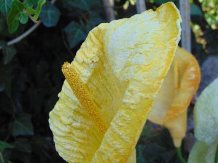 Calla x 3 in paperoof H 70 - Sconti per Fioristi e Aziende .