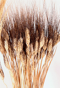 Spighe di grano stabilizzato mazzo 100 steli - Sconti per Fioristi e Aziende