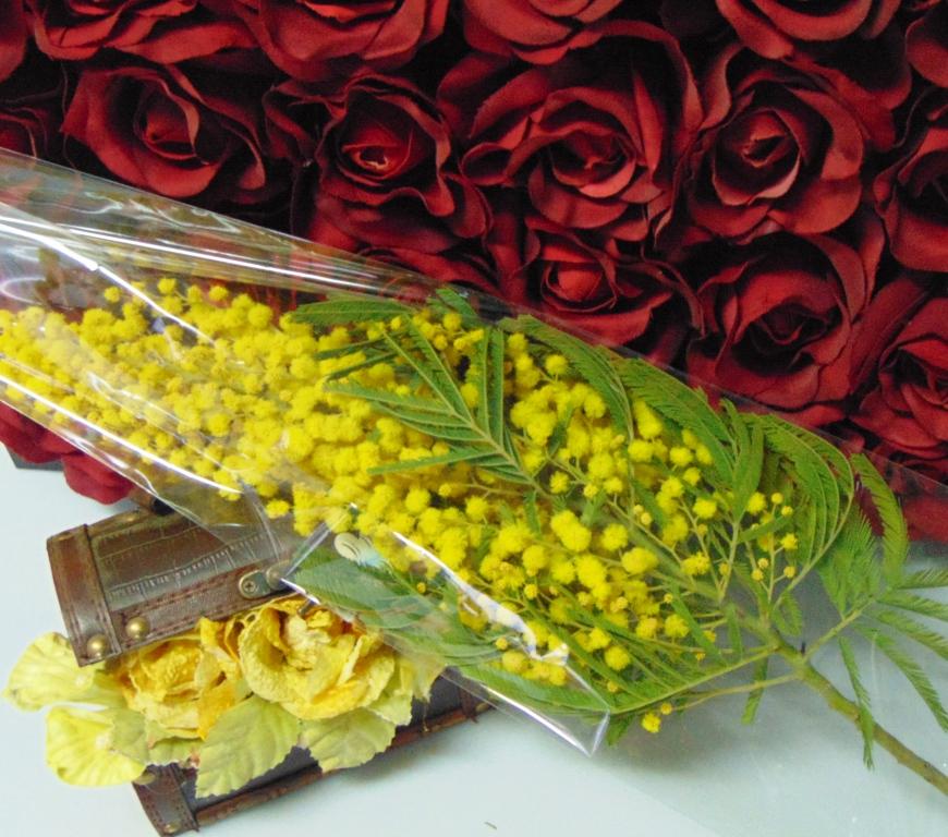 ESAURITA Mimosa fresca in busta  - Sconti per Fioristi e Aziende - Trasparente rami da cm. 20/25 - 30/40 - 45/50