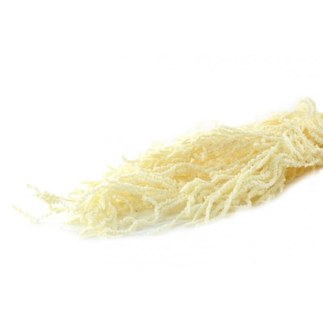 Amaranthus caudatum stabilizzato - Sconti per Fioristi e Aziende . - H 90/110